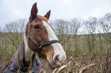 Obraz premium portrait of horse