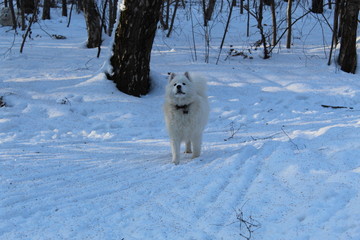 dog in snow