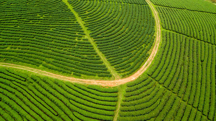 Green tea plantation, Aerial view green tea plantation at North of Thailand.