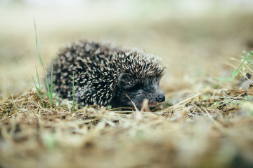 hedgehog in the garden