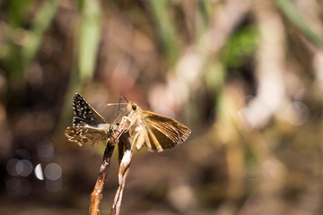 Butterflies