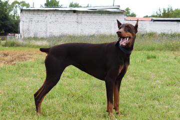 Brown Doberman stands in the park for a walk in the summer