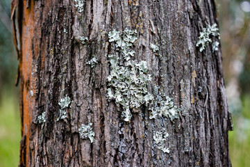 Eucalyptus trees