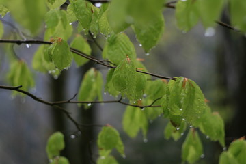 green leaves on tree