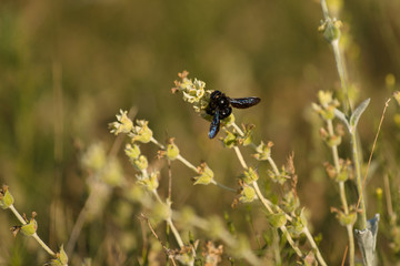 parco nazionale d'abruzzo
