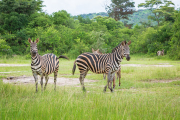 Plain Zebras