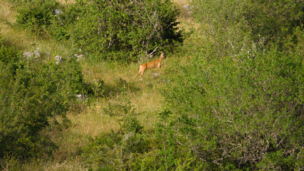 parco nazionale d'abruzzo