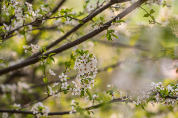 branch in spring bloom flowers 