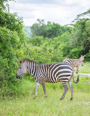 Fototapeta na wymiar Plain Zebras