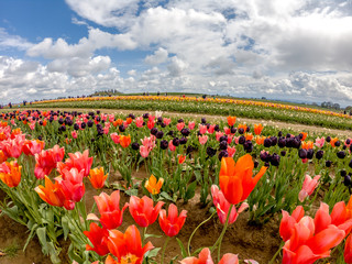 Colorful Tulips