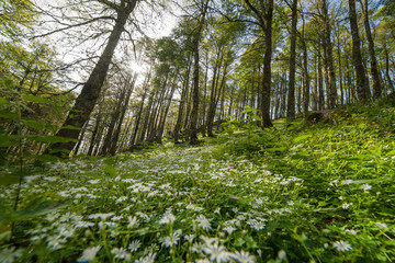 parco nazionale d'abruzzo