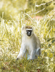 Velvet monkey