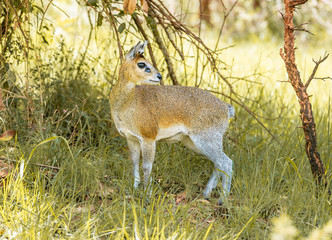 Klipspringer