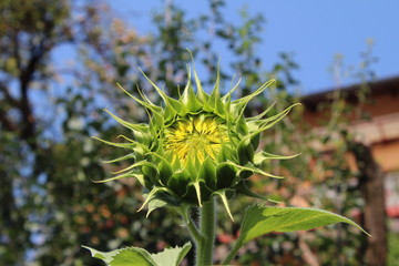 Sunflowers in my organic garden
