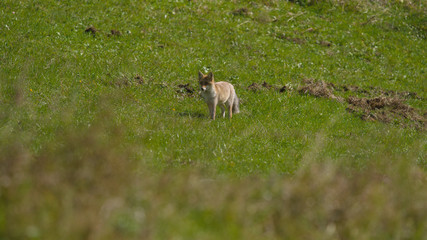 parco nazionale d'abruzzo