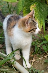 Bellissimo gattino selvatico tigrato tricolore tra gli alberi