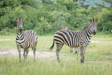 Fototapeta na wymiar Plain Zebra