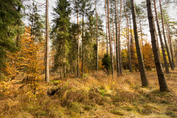 Obraz premium Las jesienią, złota polska jesień