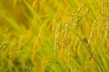Rice paddies on high 6