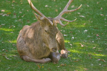 parco nazionale d'abruzzo