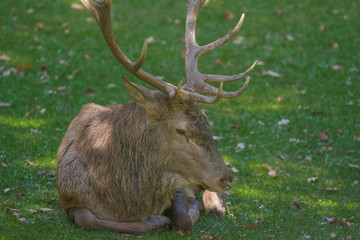 parco nazionale d'abruzzo