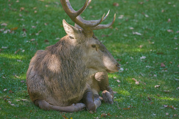 parco nazionale d'abruzzo