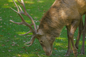 parco nazionale d'abruzzo
