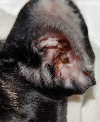 dirt in the dog's ear