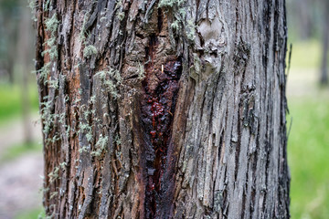 Eucalyptus trees