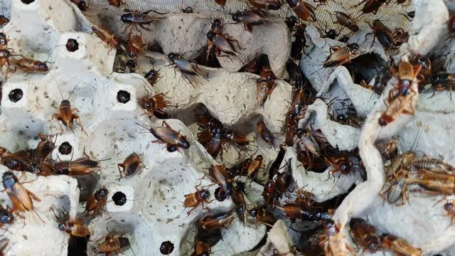 crickets in industrial farm 
