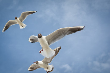 Obraz premium Ostsee