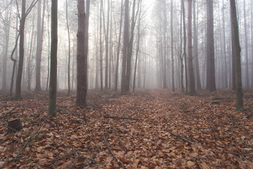 Fototapeta premium Mglisty biały las jesienią o poranku