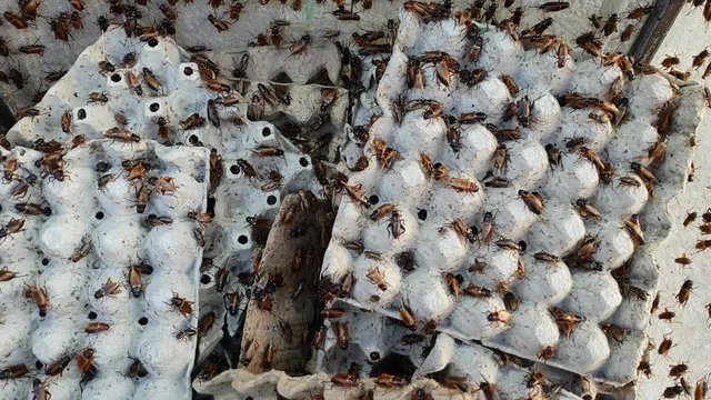 crickets in industrial farm 
