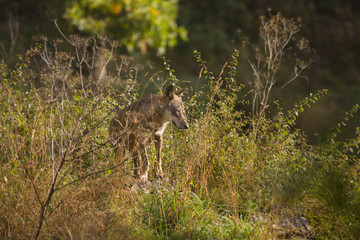parco nazionale d'abruzzo