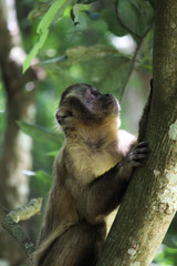 Sapajus monkey on top of tree looking up.