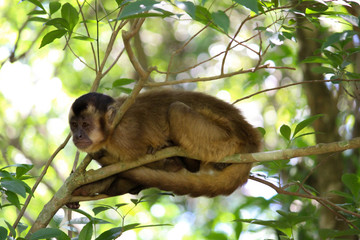 Monkey on top of tree relaxing.