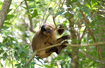 Monkey on top of tree looking down.