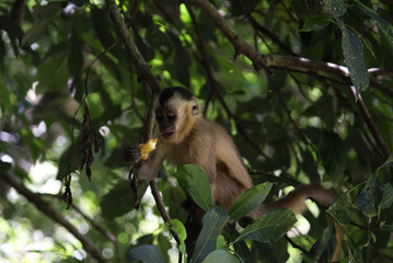 monkey cub eating apple on top of green leaf tree.