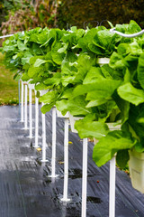 Hydroponic Garden.  Row of greens in towers of pots