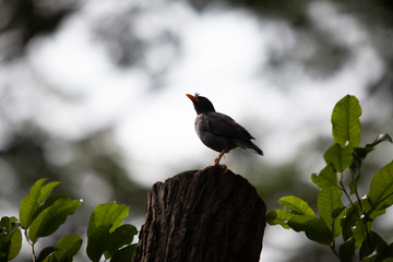 Javan Myna bird on a stump