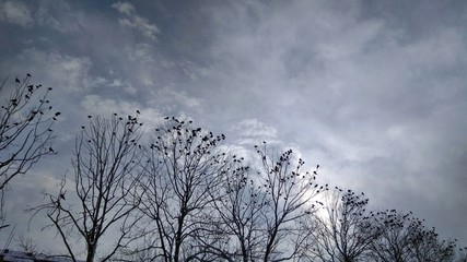 Fototapeta na wymiar Many ravens in the winter sky and trees