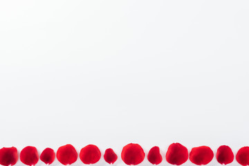 top view of red rose petals in row isolated on white with copy space