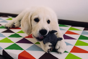  Puppy gnaws a soft toy. 