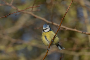 Blue Tit