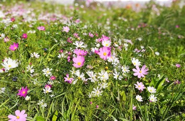Obraz premium Flower