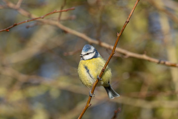 Blue Tit
