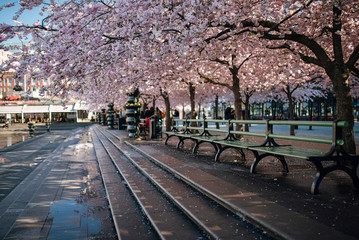 Sakura blossom in Stockholm. The public park Kungstradgarden with beautiful blooming cherry tree avenue.