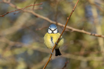 Blue Tit