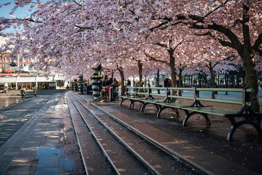 Sakura blossom in Stockholm. The public park Kungstradgarden with beautiful blooming cherry tree avenue.