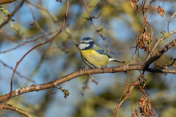 Blue Tit